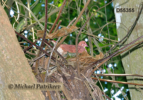 Ruddy Quail-Dove (Geotrygon montana)